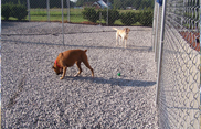 Sandy Ridge Kennels